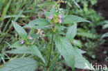 Gespleten hennepnetel (Galeopsis bifida)