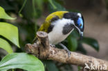 Blauwwang-honingeter (Entomyzon cyanotis)