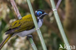 Blauwwang-honingeter (Entomyzon cyanotis)