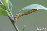 Bruine daguil (Euclidia glyphica)