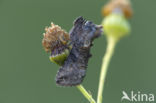 Brandnetelkapje (Abrostola tripartita)