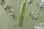 Maagdenuil (Eucarto virgo)