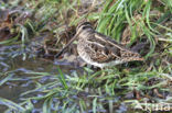 Watersnip (Gallinago gallinago)