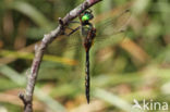 Yellow-spotted Dragonfly (Somatochlora flavomaculata)