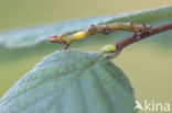 Gehakkelde spanner (Ennomos erosaria)