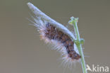 Goudhaaruil (Acronicta auricoma)