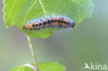 Goudhaaruil (Acronicta auricoma)