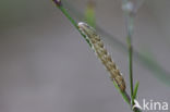 Oorsilene-uil (Hadena irregularis)