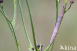 Bruine daguil (Euclidia glyphica)