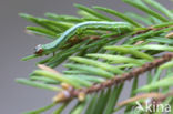 Gerimpelde spanner (Macaria liturata)