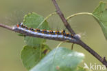 Drietanduil (Acronicta tridens)