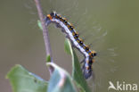 Drietanduil (Acronicta tridens)