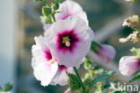 Hollyhock (Alcea rosea)
