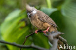 Gestreepte muisvogel