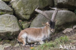 Iberische Steenbok (Capra pyrenaica)