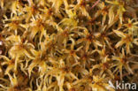 Flat-topped Bog-moss (Sphagnum fallax)