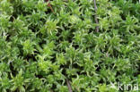 Cow-horn Bog-moss (Sphagnum denticulatum)