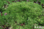 Fringed Bog-moss (Sphagnum fimbriatum)