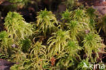 Spiky Bog-moss (Sphagnum squarrosum)