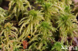Spiky Bog-moss (Sphagnum squarrosum)