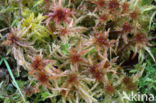 Lustrous Bog-moss (Sphagnum subnitens)