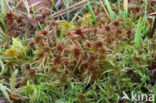 Lustrous Bog-moss (Sphagnum subnitens)