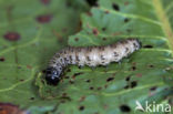 Graswortelvlinder (Apamea monoglypha)