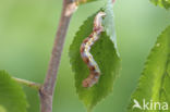 Grote wintervlinder (Erannis defoliaria)