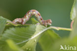 Grote wintervlinder (Erannis defoliaria)