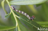 Grote wintervlinder (Erannis defoliaria)