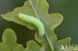 Tweestreepvoorjaarsuil (Orthosia cerasi)