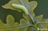 Tweestreepvoorjaarsuil (Orthosia cerasi)