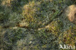 siberian lemming (Lemmus sibiricus)