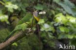 Vuurpluimbaardvogel (Psilopogon pyrolophus)