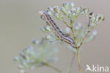 Oorsilene-uil (Hadena irregularis)