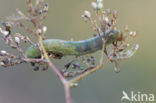 tandjesuil (Sideridis albicolon)