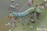 tandjesuil (Sideridis albicolon)