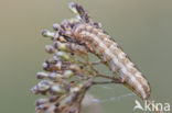 Oorsilene-uil (Hadena irregularis)