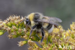 Veldhommel (Bombus lucorum)