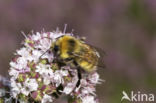 Veldhommel (Bombus lucorum)