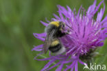 Veldhommel (Bombus lucorum)