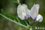 Grote wikke (Vicia grandiflora)