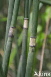 Schaafstro (Equisetum hyemale)