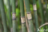 Schaafstro (Equisetum hyemale)