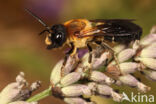 Megachile sculpturalis