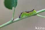 Moerasbos-uil (Acronicta strigosa)