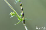 Bonte walstrospanner (Catarhoe cuculata)