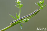 Bonte walstrospanner (Catarhoe cuculata)