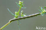 Bonte walstrospanner (Catarhoe cuculata)