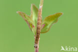 Bruine daguil (Euclidia glyphica)